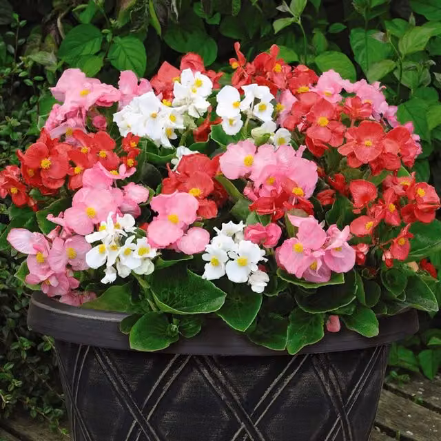 Thompson and Morgan Begonia F1 Lotto Mixed Bedding Plants, Multicolour, 15 Pots