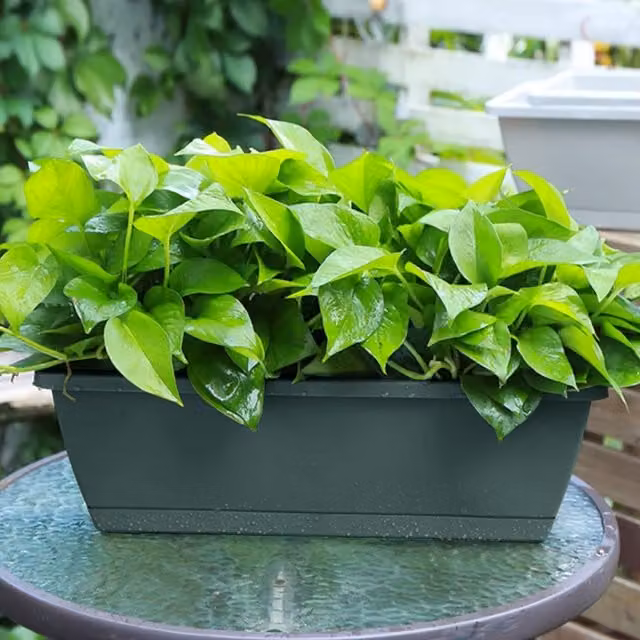 Livingandhome Set of 5 Green Plastic Garden Planter Tubs for Herb, Vegetable and Ornamental Gardens