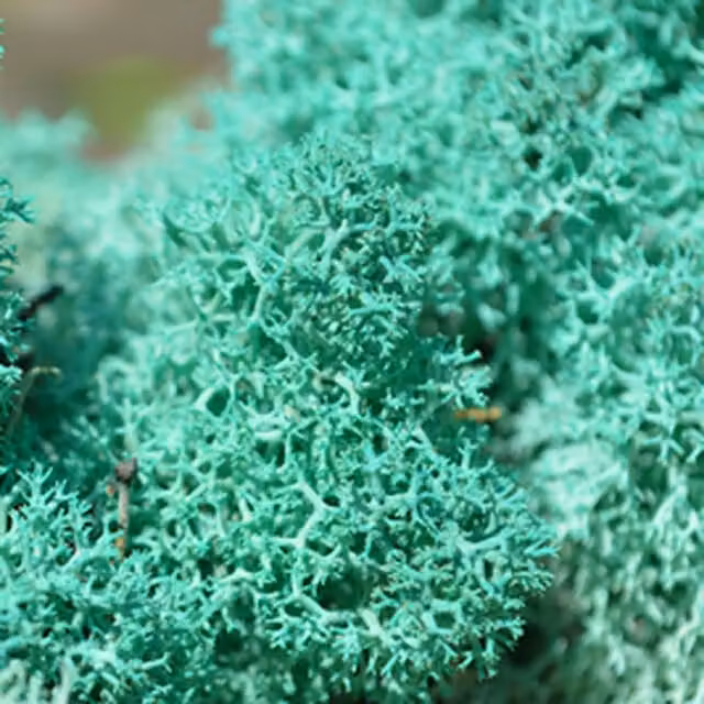 Natural Crafts Organic Coloured Reindeer Moss in Pacific Green