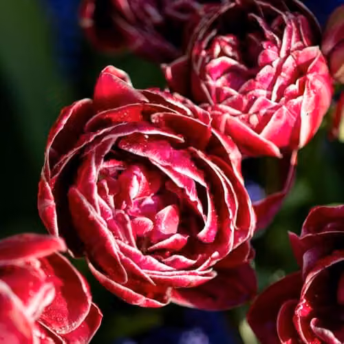 Thompson and Morgan Nurseryman's Choice Tulip Bulbs, Multicolour Spring Flowering Mix, 32 Bulbs – 3