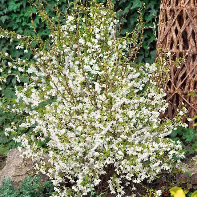 Marshalls Kojo-no-mai Compact Flowering Cherry Ornamental Tree, Pink, 9cm Pot