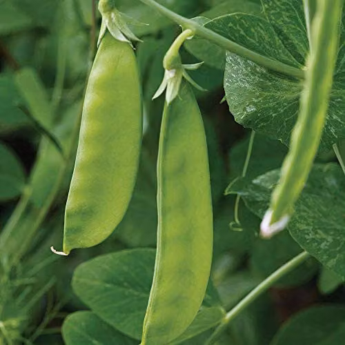 Thompson and Morgan Oregon Sugar Pod Pea Mangetout Seeds, 250 Seeds