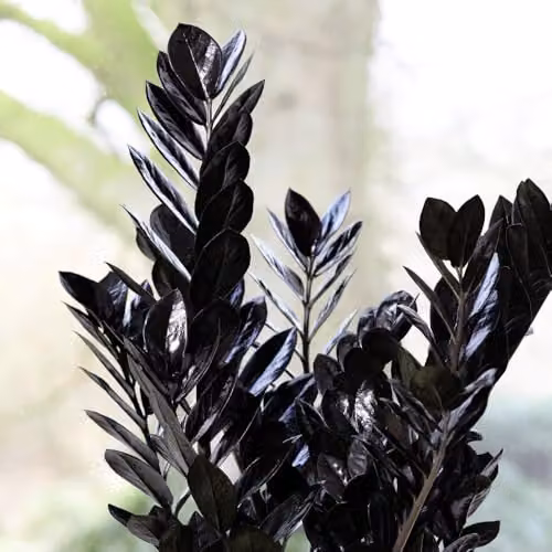 Thompson & Morgan Zamioculcas zamiifolia Raven Indoor Houseplant with Glossy Black Foliage, 2 x 14cm Potted Plants