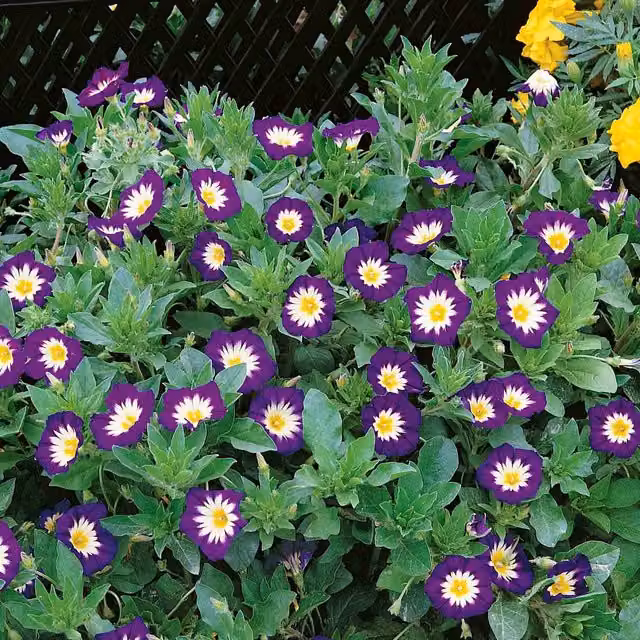 Unwins Royal Ensign Convolvulus Flower Seeds, Blue