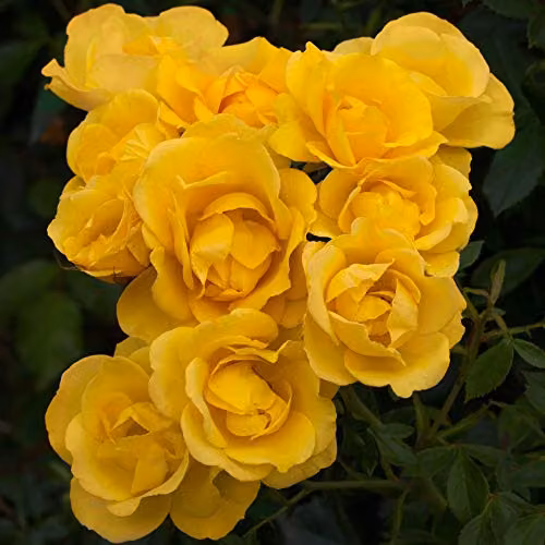 Thompson and Morgan Grandma's Rose Rosa Floribunda Potted Plant with Scented Yellow Flowers, 1 x 3 Litre Pot – 1