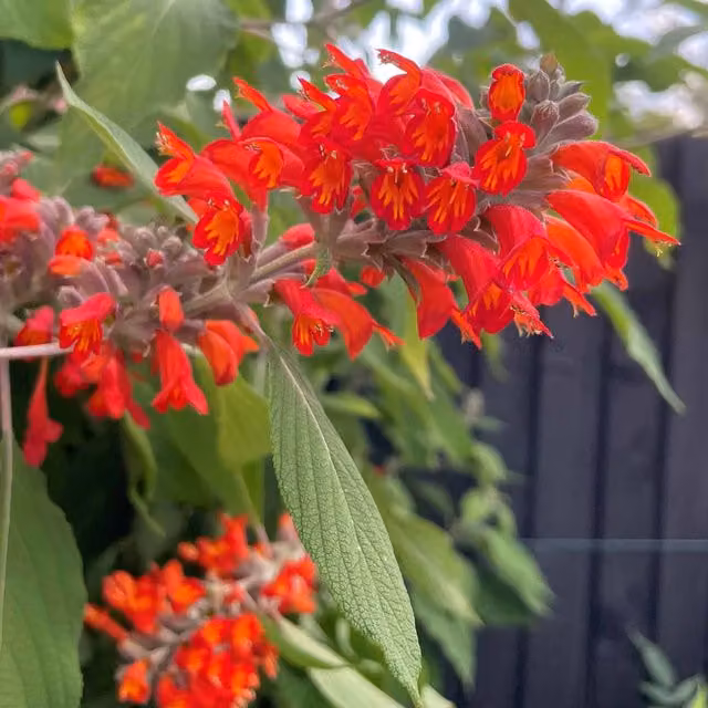 Marshalls Garden Colquhounia coccinea Nepalese Flame Red Ornamental Shrub