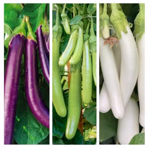 Thompson & Morgan Aubergine Three Knight F1 Recipe Seed Collection, Trio of Purple, White and Green Varieties, 9 Seeds – 1
