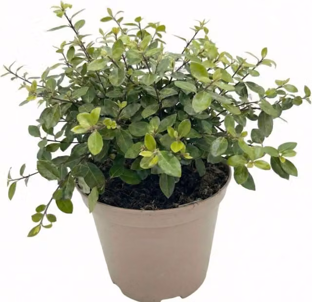 Plants By Post Pittosporum Pom Pom Evergreen Ornamental Shrub, Silver Green, 3L Pot