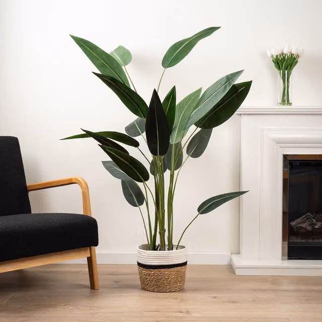 Scottish Everlastings Ltd Green Bird of Paradise Tree, Height: 160 cm