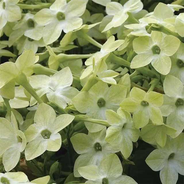 Plant Theory Set of 3 Cuba Deep Lime Nicotiana Bedding Plants in 9cm Pots, Yellow