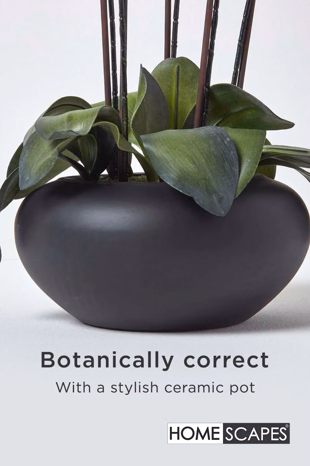 Homescapes Luxury Artificial Potted Orchid in a Black Ceramic Bowl, Height: 79 cm, Cream/Beige/White – 2