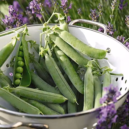 Thompson and Morgan Oasis Maincrop Pea Seeds, Approx. 200 Seeds