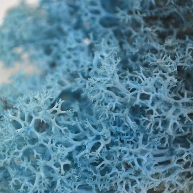 Natural Crafts Coloured Reindeer Moss in Aqua Marine Blue