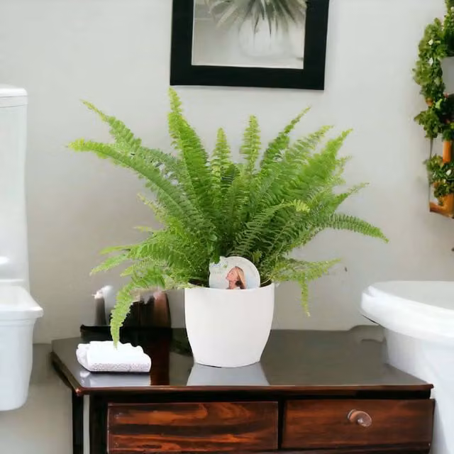 Plants by Post Nephrolepis Indoor Houseplant in a White Ceramic Pot, 12 cm