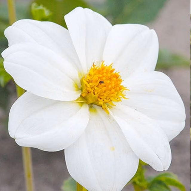 Plants By Post Dahlia Sneezy Tuber, Multicolour Red and White
