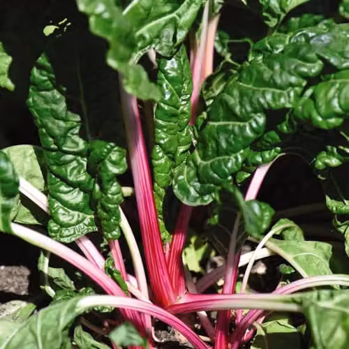 Thompson & Morgan Swiss Chard Peppermint Seeds, Multicolour Candy-Striped Edible Foliage Vegetable Seeds – 3