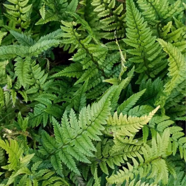 Plants By Post Polystichum Korean Rock Fern, Compact Evergreen Outdoor Ornamental Plant, Dark Green, 2L Pot