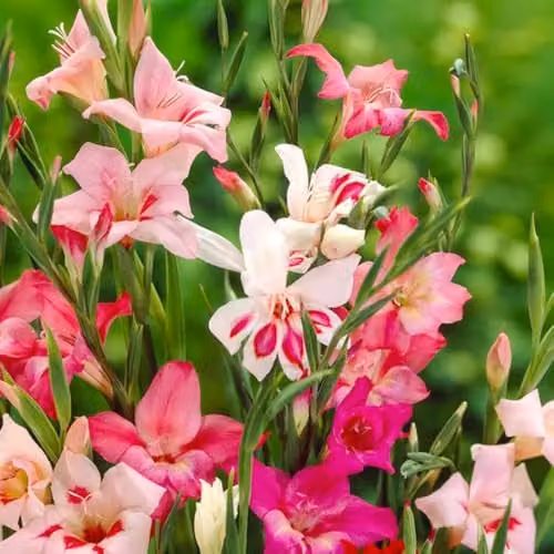 YouGarden Gladiolus Lipstick Mix, 60 Bulbs in Pink, Red and White – 2