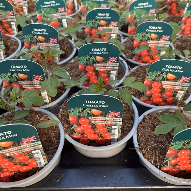 Plants by Post Tomato Chelsea Mini Red Cherry Tomato Plants, 3 x 9cm Pots