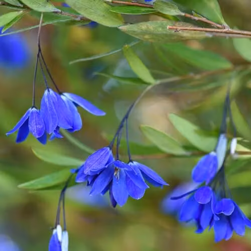 Thompson and Morgan Sollya heterophylla Ultra Blue Evergreen Climber with Blue Flowers, 3 Litre Pot