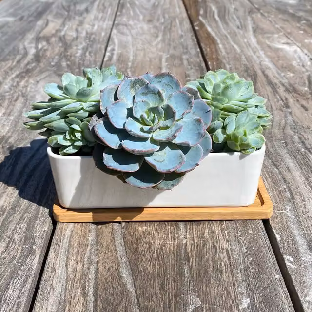 White Rectangular Ceramic and Wood Tabletop Trough Plant Pot for Indoor Succulents and Cacti