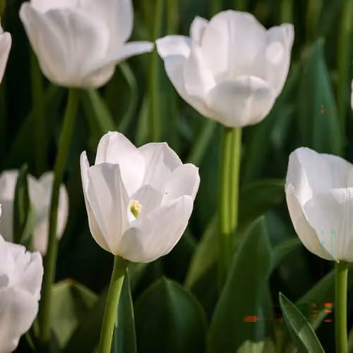 YouGarden Triumph White Tulip Bulbs, 30 Bulbs, for Autumn Planting and Spring Flowering – 2