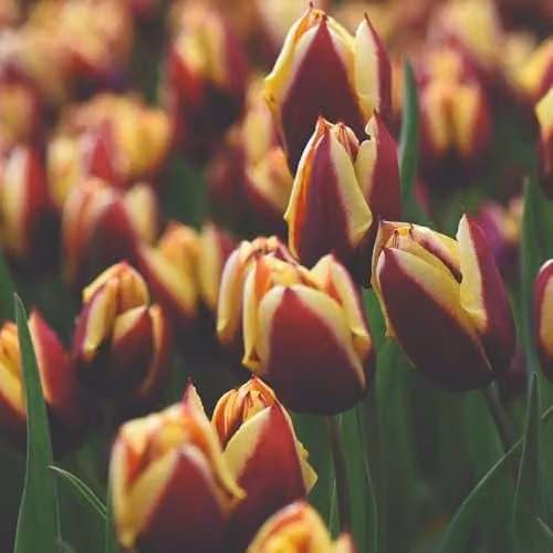 Thompson and Morgan Tulip Gavota Bulbs, 8 Hardy Perennial Bulbs for Spring Colour, Deep Maroon with Yellow Edges