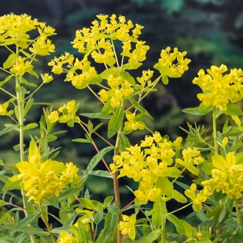 Thompson & Morgan Euphorbia palustris Marsh Spurge Perennial with Chartreuse Flowers, Pack of 3 – 2