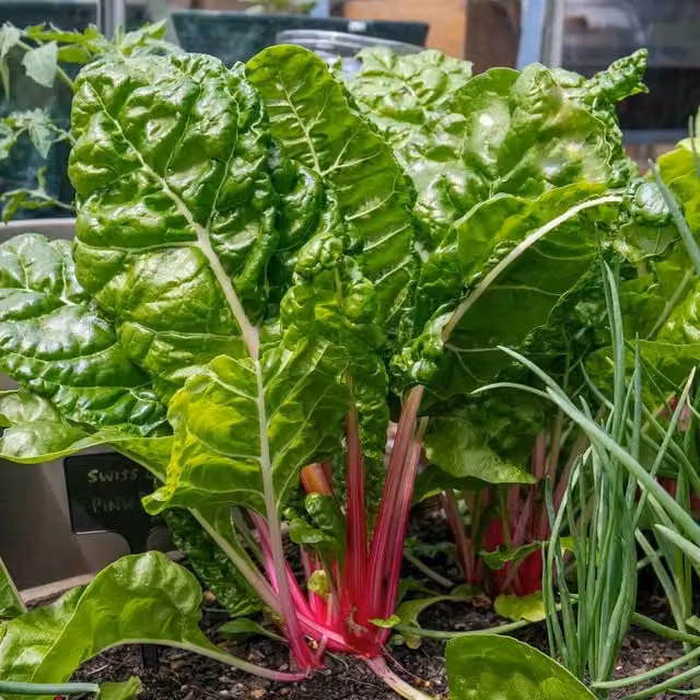 Marshalls Garden Pink Peppermint Swiss Chard Vegetable Seeds