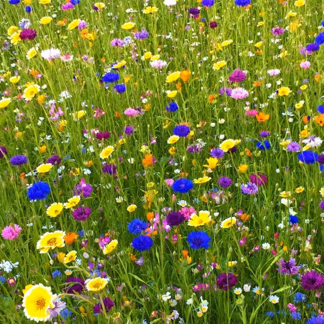 Pegdev 500g Heritage Wild Meadow Flower Seed Mix for Bees and Butterflies, Multicolour
