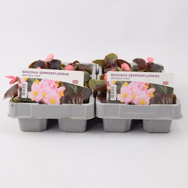 Plants By Post Begonia Semperflorens Bronze Pink Bedding Plants, 6 Pack