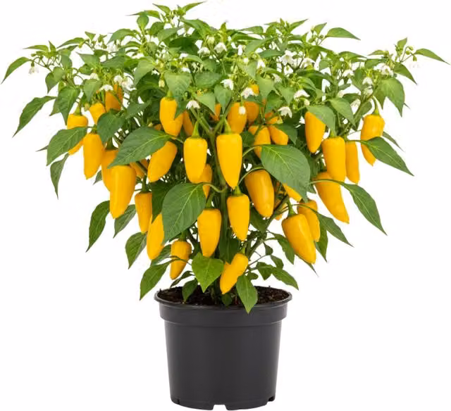 Plants By Post Yellow Astor Sweet Pepper Potted Plants (3 Pack)