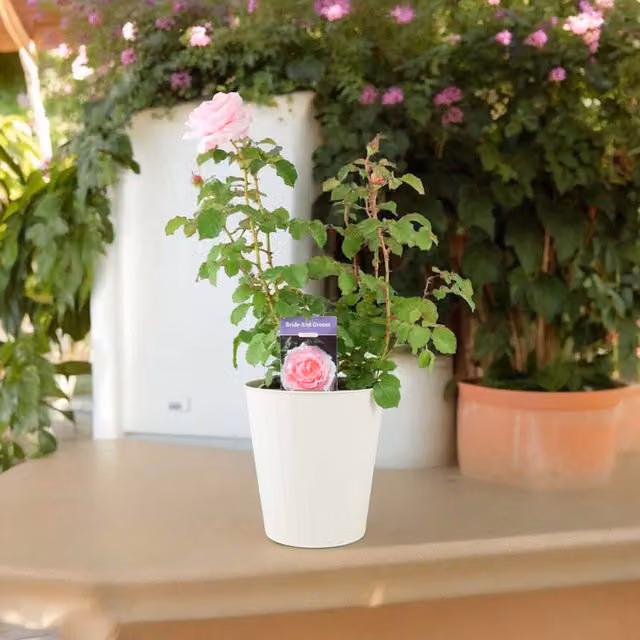 Plants by Post Bride and Groom Rose Plant in Cream Shade