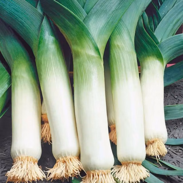 Unwins Winter Giant Leek Seeds, Green
