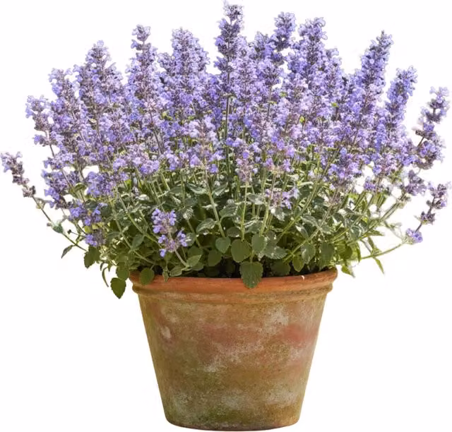 Plants by Post Nepeta Faassenii Catmint Perennial Outdoor Plant in Blue, Green and Purple, Pack of 6