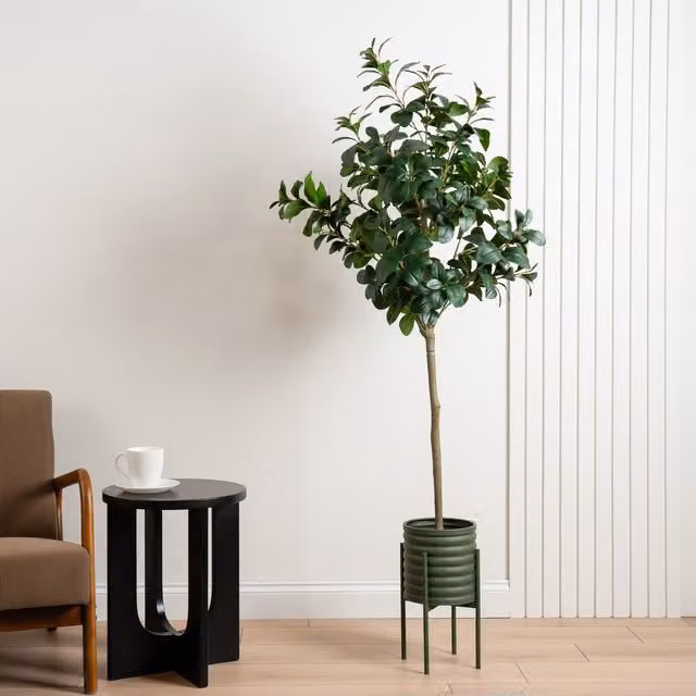Scottish Everlastings Ltd 160cm Green Peperomia Tree