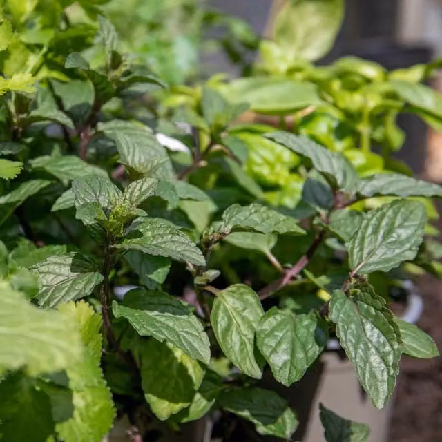 Marshalls Garden Green Peppermint Perennial Herb