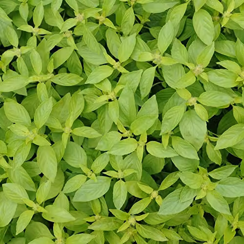 Thompson and Morgan Basil Lemonade Ocimum basillicum Herb Seeds, 125 Seeds per Packet