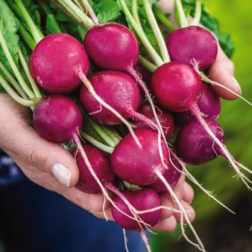 Thompson & Morgan Radish Royal Purple Vegetable Seeds, 1x Seed Packet – 1