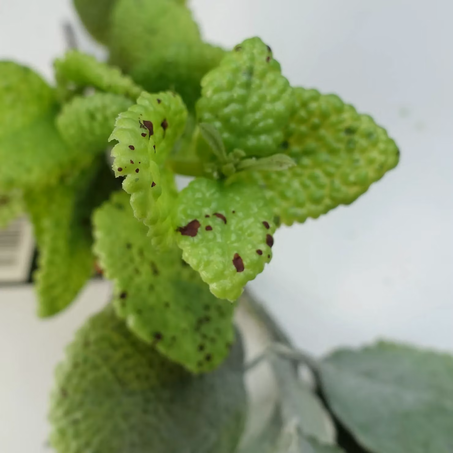 Leaf Green Artificial Hanging Trailing Mint Garland Plant – 4