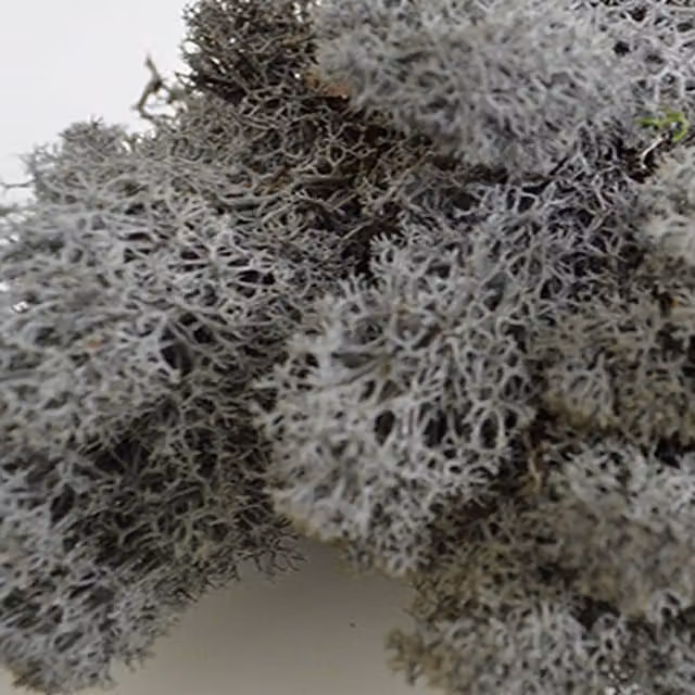 Natural Crafts Anthracite Coloured Reindeer Moss