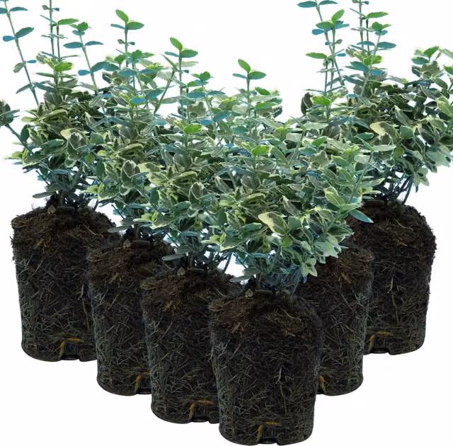 Plants By Post Pack of 3 Euonymus Emerald Gaiety Variegated Evergreen Ornamental Garden Shrubs, Green and White, 10.5cm Pots
