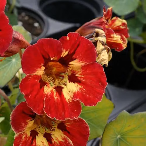 Thompson & Morgan Nasturtium majus Crime Scene Edible Flower Seeds, Red and Gold, 20 Seeds