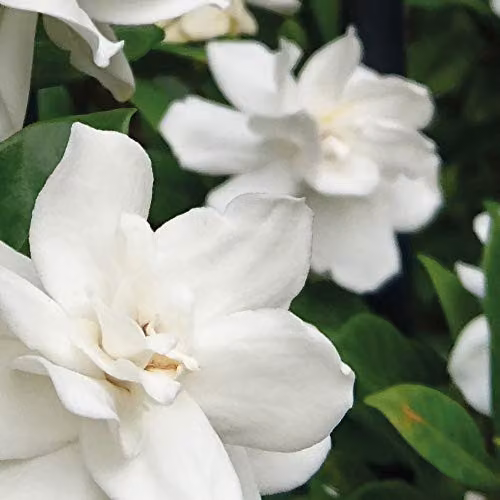 Thompson & Morgan Gardenia Crown Jewels Cape Jasmine Evergreen Hardy Shrub with Fragrant White Double Blooms, 1x 9cm Potted Plant – 3