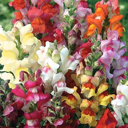 Thompson and Morgan Antirrhinum majus Circus Clowns Snapdragon Multicolour Flower Seeds, 200 Seeds