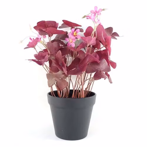 Botanik Artificial Potted Tabletop Office Plant in Purple and Black, H 30 cm x W 20 cm x D 20 cm – 1