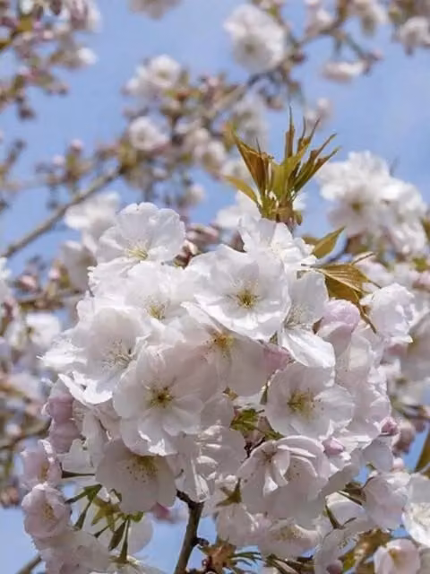 Directplants Prunus Sunset Boulevard Flowering Ornamental Tree in Green with White Flowers, 183 cm Tall, 12 Litre Pot