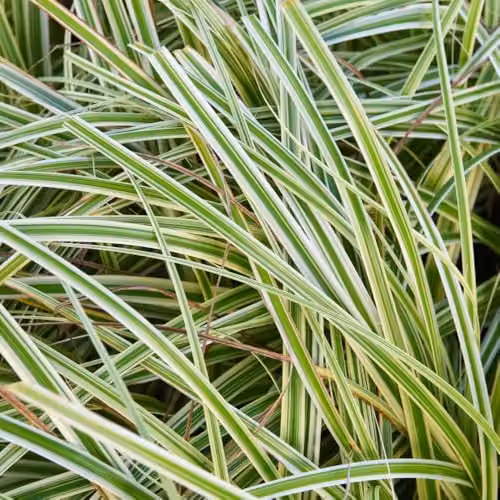 Thompson and Morgan Carex Feather Falls Japanese Sedge Evergreen Ornamental Grass with Variegated Green and White Foliage, 3 Litre Pot – 2