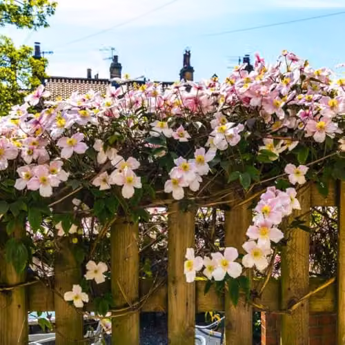 Thompson & Morgan Clematis Montana Mayleen Climbing Shrub with Pink Blooms and Bronze Foliage, 7cm Pot – 2