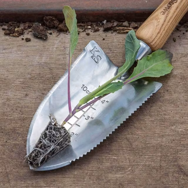 Marshalls Garden Stelvio Cabbage, Green